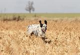 SETTER ANGLAIS 136